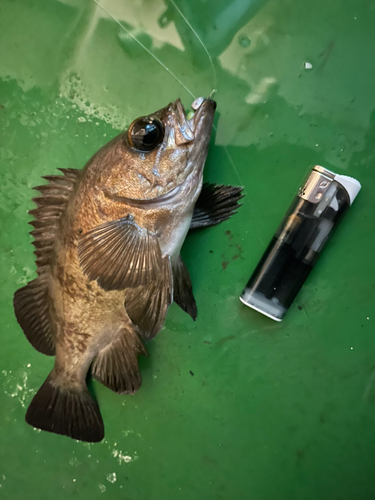 メバルの釣果