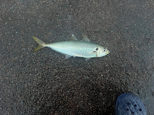 マルアジの釣果