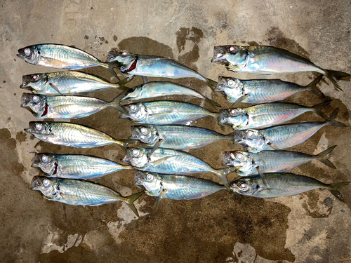 アジの釣果