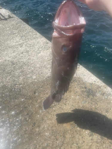 マハタモドキの釣果