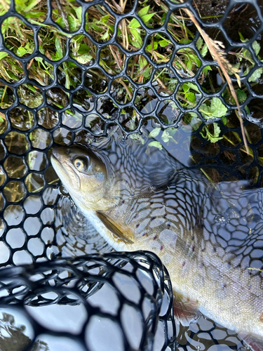 ニジマスの釣果