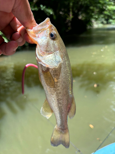 ブラックバスの釣果