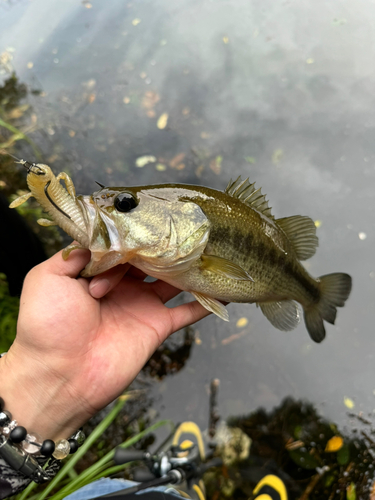 ラージマウスバスの釣果