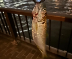 コノシロの釣果