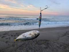 ワカシの釣果