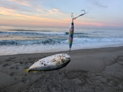 ワカシの釣果