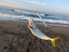 ワカシの釣果