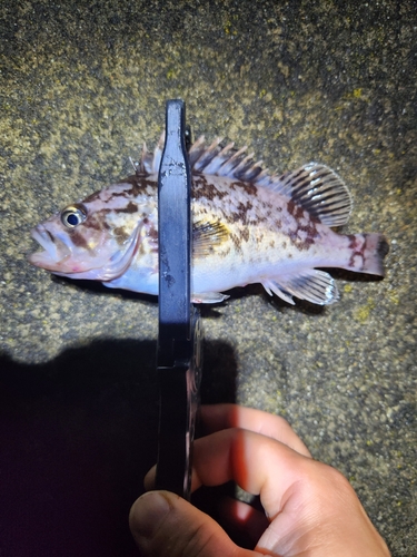 クロソイの釣果