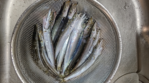 カマスの釣果