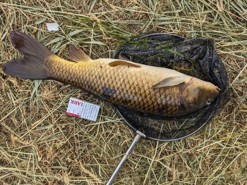 コイの釣果