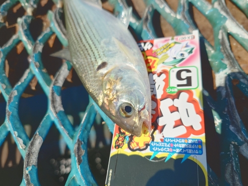 コノシロの釣果