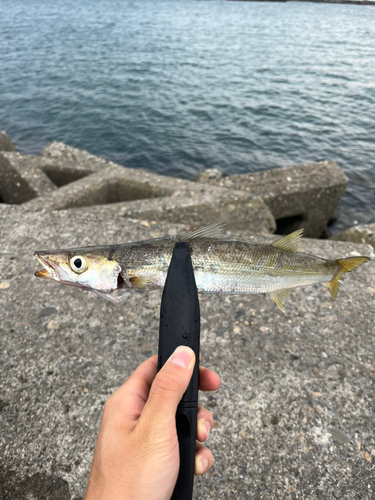 カマスの釣果