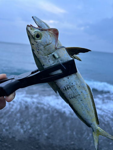 シイラの釣果