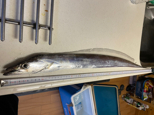 タチウオの釣果