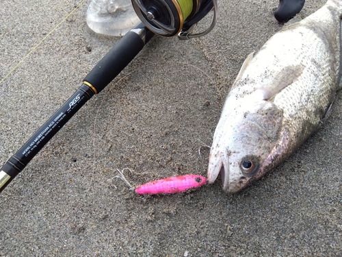 ニベの釣果