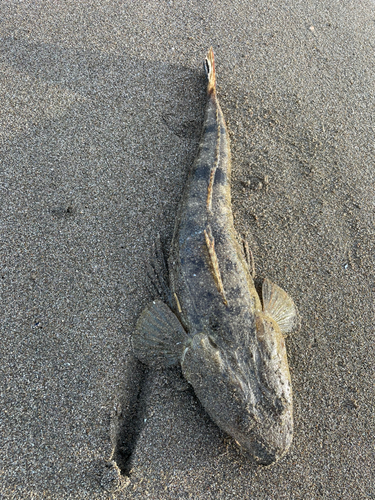 マゴチの釣果