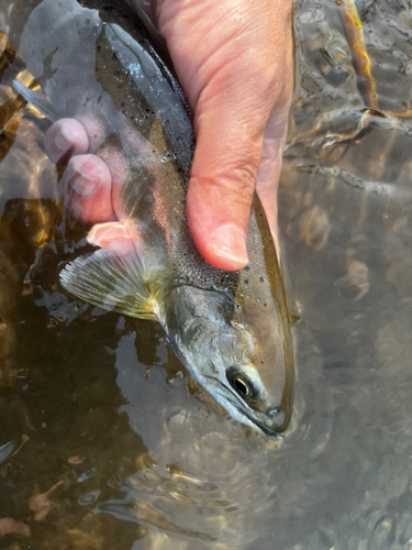 アマゴの釣果