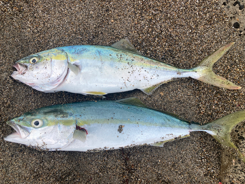 イナダの釣果