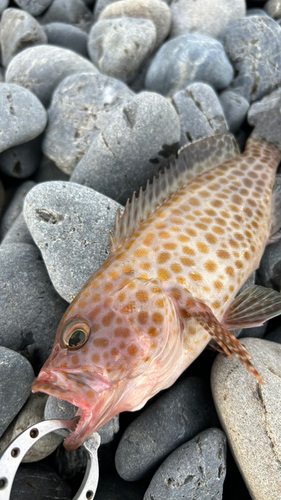 ワカシの釣果