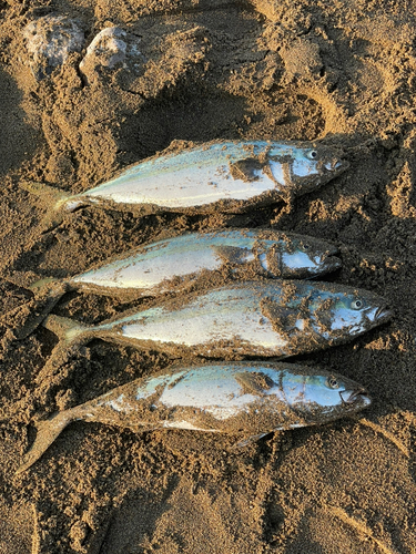 イナダの釣果