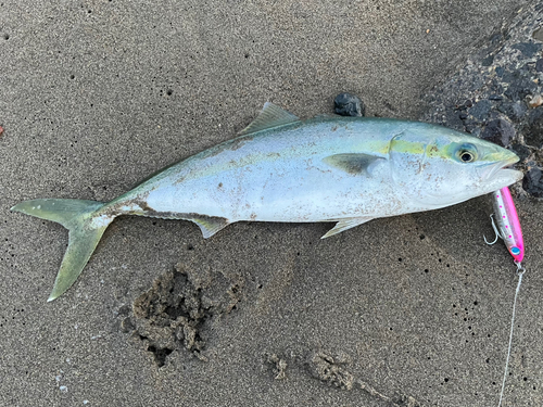 イナダの釣果