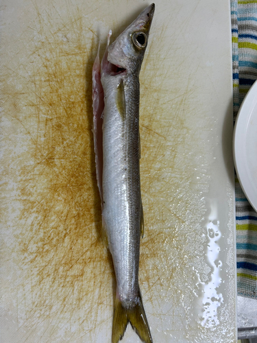 カマスの釣果