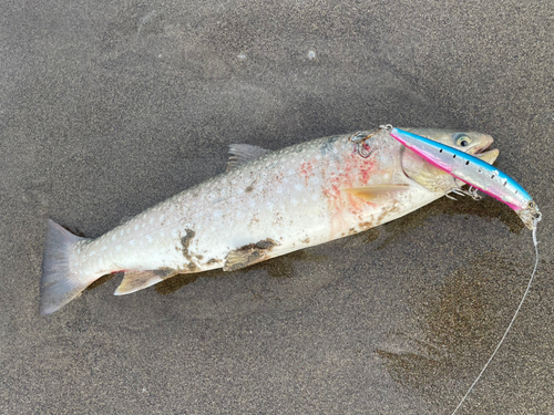 アメマスの釣果