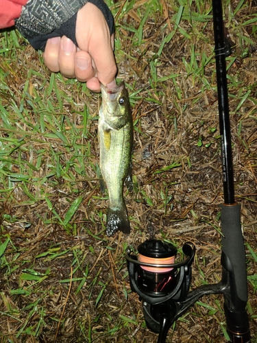 ラージマウスバスの釣果