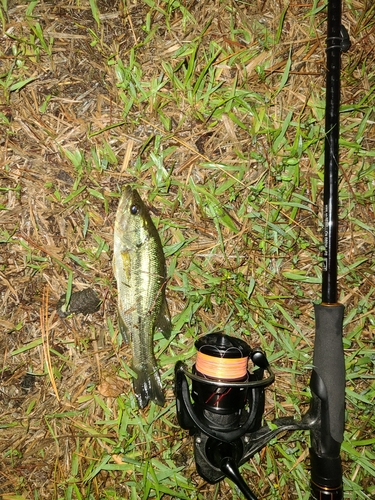 ラージマウスバスの釣果