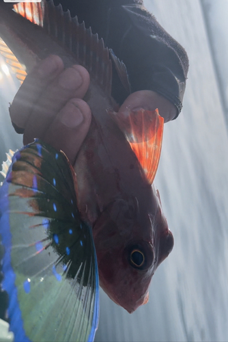 ホウボウの釣果