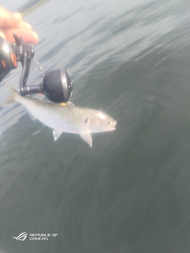 コノシロの釣果