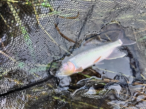 ケタバスの釣果