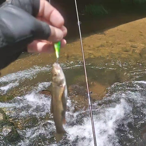 ウグイの釣果