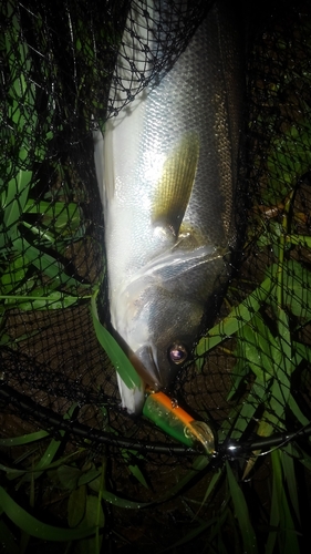 スズキの釣果