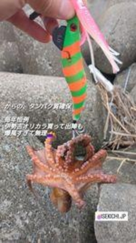 タコの釣果