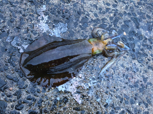 アオリイカの釣果