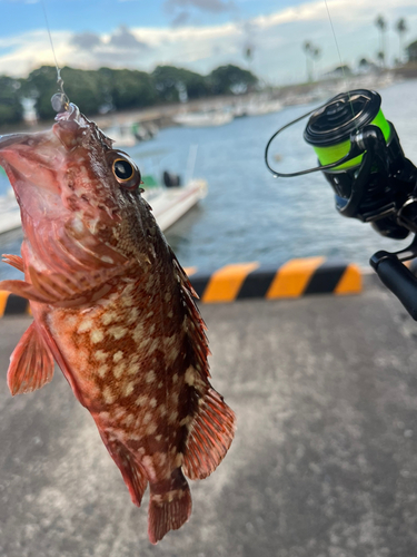 アラカブの釣果