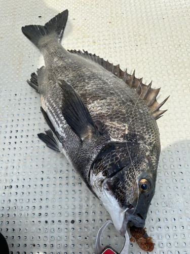 チヌの釣果