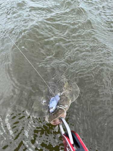 マゴチの釣果