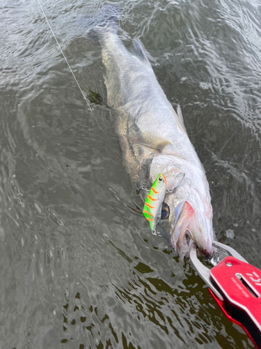 シーバスの釣果