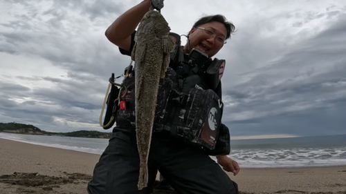 マゴチの釣果