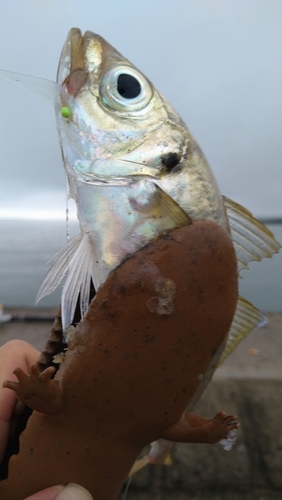 マアジの釣果