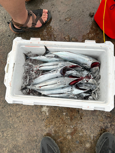 ソウダガツオの釣果