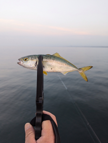 ワカシの釣果