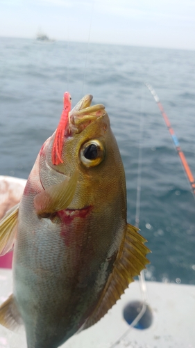 イサキの釣果