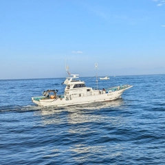 コノシロの釣果