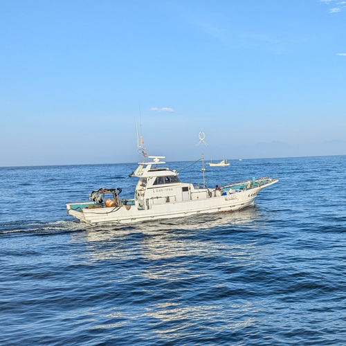 コノシロの釣果