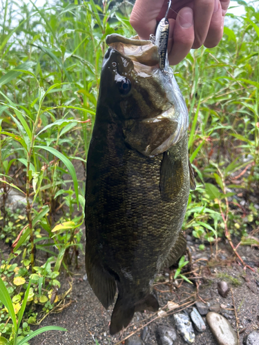 スモールマウスバスの釣果