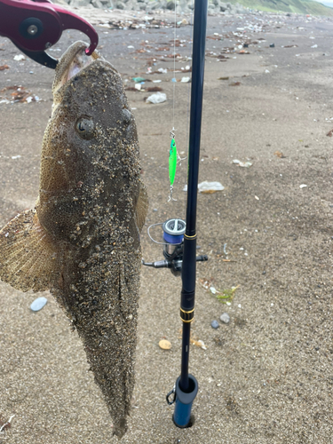 コチの釣果