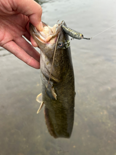 ナマズの釣果